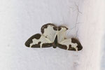 Schwarzrandspanner, Lomaspilis marginata