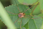 Hornweberknecht, weibl., Phalangium opilio
