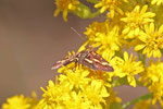 Purpurroter Zünsler, Pyrausta purpuralis