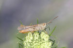 Nachtigall-Grashüpfer,  männl., Chorthippus biguttulus