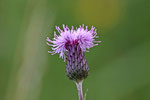 Distel