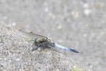 Großer Blaupfeil, männl., Orthetrum cancellatum