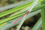 Späte Adonislibelle, Ceriagrion tenellum