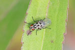 Blumenfliege, Anthomyia pluvialis