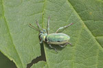 Silberner Grünrüssler, Phyllobius cf. argentatus