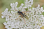 Gemeine Feldwespe, männl., Polistes dominula