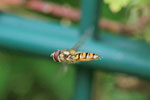 Hainschwebfliege, Episyrphus balteatus