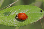 Asiatischer Marienkäfer, Harmonia axyridis
