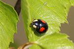 Asiatischer Marienkäfer, Harmonia axyridis