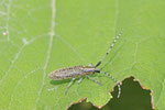 Distel-Scheckhornbock, Agapanthia villosoviridescens
