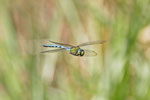 Große Königslibelle, männl., Anax imperator