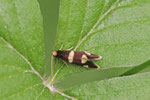 Miniersackmotte, Incurvaria praelatella