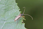 Bleichgelber Schnürhalsbock, Pidonia lurida