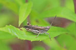 Brauner Grashüpfer, männl., Chorthippus brunneus