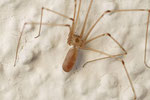 Große Zitterspinne, Pholcus phalangioides