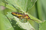 Blattwespe, Tenthredopsis sp.