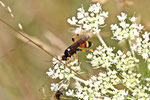 Flicken-Schlupfwespe, weibl., Ichneumon sarcitorius