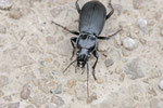 Schwarzer Grabkäfer, Pterostichus niger