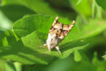 Achateule, Phlogophora meticulosa