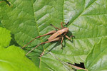 Gewöhnliche Strauchschrecke, Larve, Pholidoptera griseoaptera