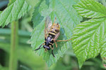 Wespen-Moderholzschwebfliege, Temnostoma vespiforme