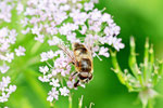 Gem. Keilfleck-Schwebfliege, männl., Eristalis pertinax