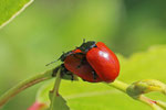 Großer Pappelblattkäfer, Chrysomela populi