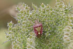 Beerenwanze, Dolycoris baccarum