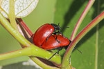 Großer Pappelblattkäfer, Chrysomela populi