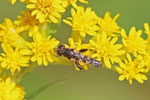 Gemeine Keulenschwebfliege, männl., Syritta pipiens