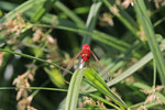 Feuerlibelle, männl., Crocothemis erythraea