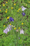 Gewöhnliche Akelei, Aquilegia vulgaris