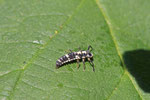 Vierzehnpunkt-Marienkäfer, Larve, Propylea quatuordecimpunctata