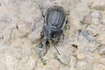 Schwarzer Schneckenjäger, Phosphuga atrata
