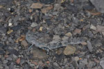 Blauflügelige Sandschrecke, Sphingonotus caerulans