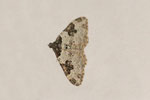 Gemeiner Blattspanner, Xanthorhoe fluctuata