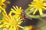 Rotgefleckte Raupenfliege, männl., Eriothrix rufomaculata