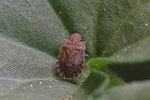 Baumwanze, Sciocoris sp.