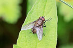 Graugelbe Polsterfliege, Pollenia sp.