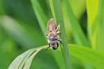 Kleine Sandbiene, Andrena minutula-Gruppe
