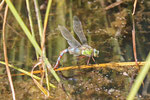 Große Königslibelle, weibl., Anax imperator