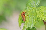 Weichkäfer, Cantharis cryptica