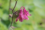 Gewöhnliche Akelei, Aquilegia vulgaris