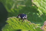 Schwarzweiße Erdwanze, Tritomegas bicolor