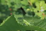 Heupferd, Larve, Tettigonia viridissima