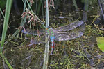 Große Königslibelle, weibl., Anax imperator