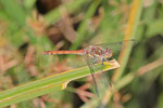 Große Heidelibelle, männl., Sympetrum striolatum