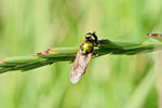 Waffenfliege, Chloromyia formosa/speciosa