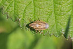 Spitzling, Aelia acuminata