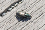 Acker-Glanzflachläufer, Agonum muelleri